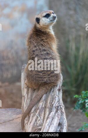 Erdmännchen sitzend (Suricata suricatta) auf einem Baumstumpf, zur Seite schauend. Stockfoto