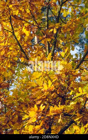 Sammlung von schönen bunten Herbstblättern grün, gelb, orange, rot. Stockfoto