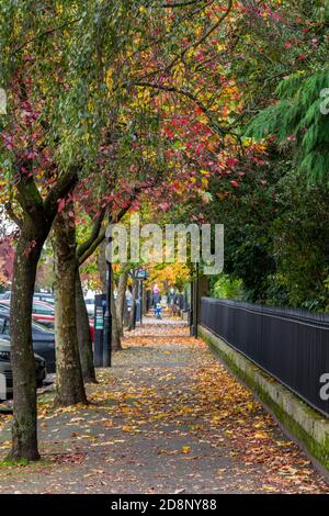 Reihe herbstlicher farbener Bäume entlang der Straße in leamington Spa mit Eisengeländern und Gehsteig in der Nähe des zentralen öffentlichen Parks. Bunte Herbstbäume Stockfoto