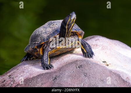 Florida gemalte Schildkröte Klettern aus dem Wasser auf Felsen Zum Sonnen Stockfoto
