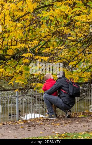 Ein Vater und sein kleines Kind füttern die Schwäne und die Enten in einem Park im Herbst in leamington Spa, warwickshire, großbritannien Stockfoto