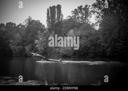 Rudern auf dem Fluss Po Stockfoto