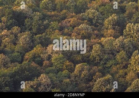 Draufsicht auf einen herbstlichen Regenwald Stockfoto