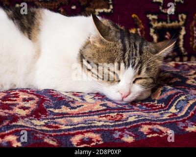 Niedliche, kurzhaarige, gefleckte Katze schläft auf einem bunten türkischen Teppich mit Ornamenten. Stockfoto