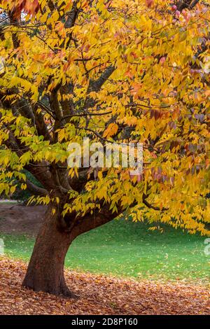 Ein Herbstbaum in leuchtenden Herbstfarben in einem Stadtpark in leamington Spa Stockfoto