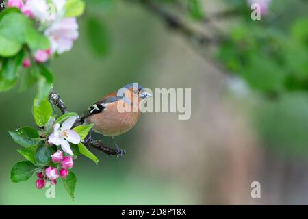 Männliche Chaffinch [ Fringilla coelebs ] Fütterung in Apfelbaum Stockfoto