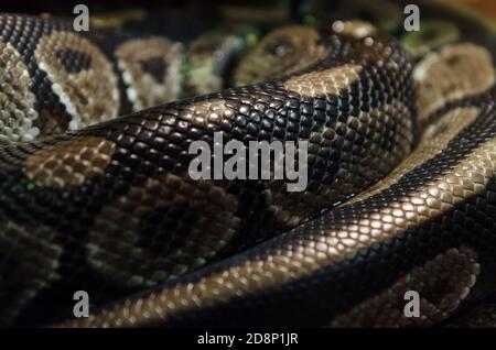 Schlangenhaut abstrakt strukturiertes Muster Spottiertes Muster Stockfoto