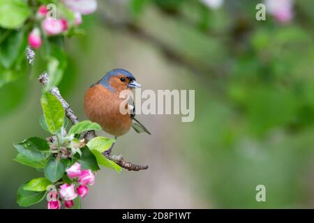 Männliche Chaffinch [ Fringilla coelebs ] Fütterung in Apfelbaum Stockfoto