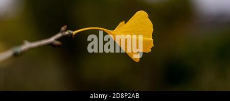 Nahaufnahme eines einzigen gelben Blattes eines Ginkgo biloba Baumes, Maidenhair Baum, Ginkgophyta während der Herbstsaison. Herbstsaison. Selektiver Fokus. Stockfoto