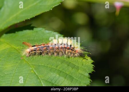 Orgyia antiqua, der rostige Stoßfalter oder Vaporer Stockfoto