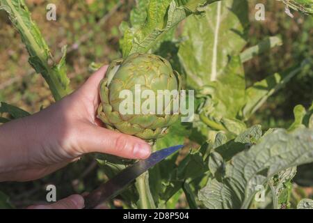 Frauen schneiden und ernten reife Artischocken auf Gemüse Garden.Farming, Landwirtschaft und gesunde Ernährung Lifestyle-Konzept. Stockfoto