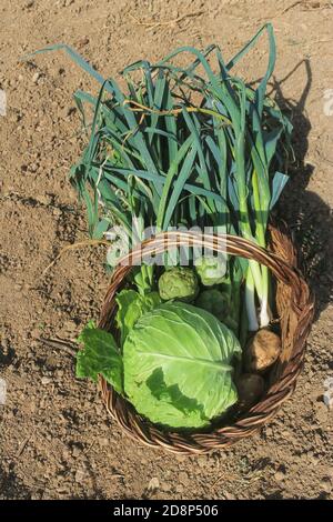 Korb mit frischem Bio-Gemüse (Artischocken, Kohl, Kartoffeln, Gurken, Zucchini, Lauch) in einem Gemüsegarten. Gesunde Ernährung, Bio-Ökologie concep Stockfoto