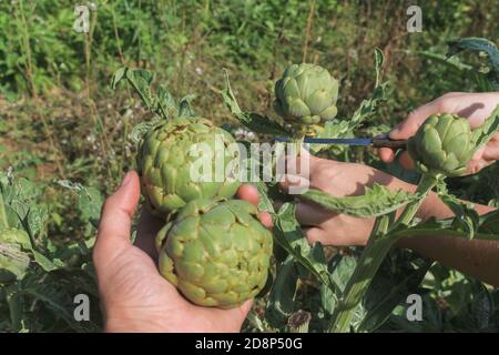 Blick auf Artischocken in der Hand beim Schneiden Artischocken auf der zweiten Ebene.Landwirtschaft, Ernte und gesunde Bio-Lebensmittel Lifestyle-Konzept. Stockfoto