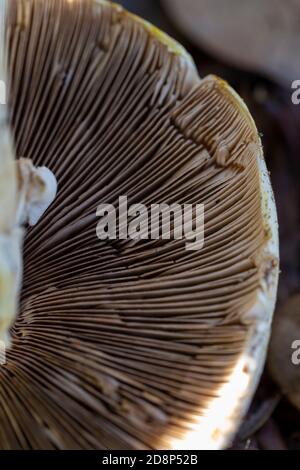 Kiemen des Agaricus xanthodermus Stockfoto