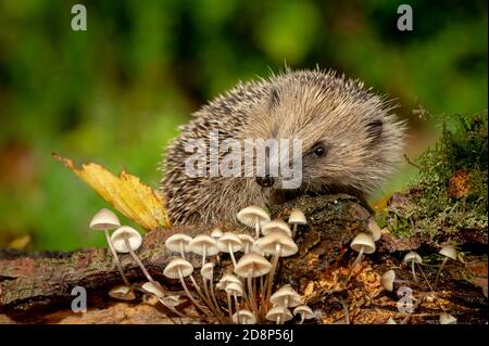 Igel (Wissenschaftlicher Name: Erinaceus Europaeus) Wilder, einheimischer, europäischer Igel im Herbst mit kleinen weißen Kröten, grünem Moos und Herbstblatt. Stockfoto