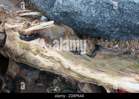 Nahaufnahme eines großen trockenen Stückes alten hölzernen braunen strukturierten alten Treibholzes an einem Sandstrand, untergebracht zwischen grauem Granitfelsen in Norfolk UK Stockfoto