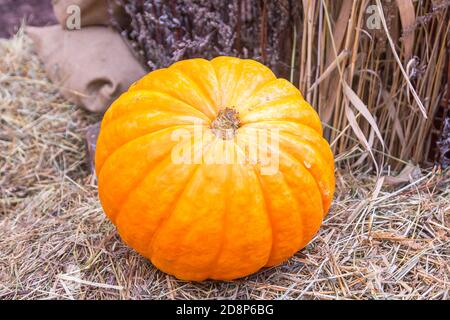 Großer roter Kürbis auf Strohgrund Stockfoto