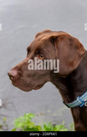 labrador springer-Spaniel kreuzt Labradinger oder Springerdor-Creeds von Gundog-Nahaufnahme von Kopf und Schultern Stockfoto