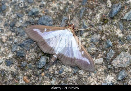 Der Baummotte (Cydamlima perspectalis) in der Ruhe auf dem betonierten Gartenweg. Stockfoto