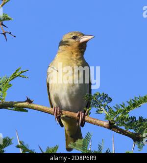 Eine weibliche Speke-Weberin (Ploceus spekei) beobachtet, wie Männchen an ihren Nestern in einer nistenden Kolonie in einem dornigen Akazienbaum arbeiten. Sanya Juu, Boma Ngom Stockfoto