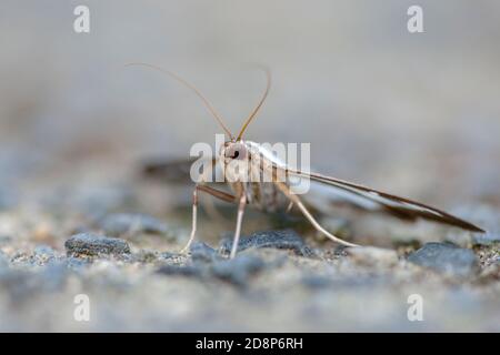 Der Baummotte (Cydamlima perspectalis) in der Ruhe auf dem betonierten Gartenweg. Stockfoto