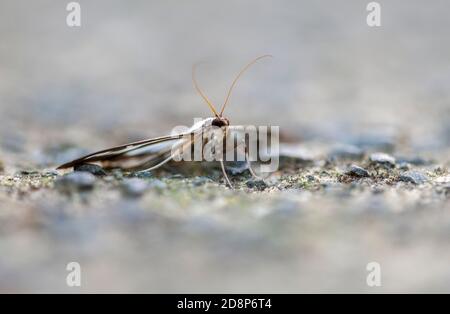 Der Baummotte (Cydamlima perspectalis) in der Ruhe auf dem betonierten Gartenweg. Stockfoto