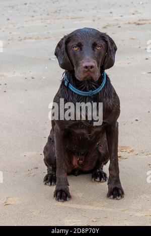 Ein Labradinger oder Springador Schokolade labrador farbige springer Spaniel sitzen Am Strand in Kameras schauen Stockfoto