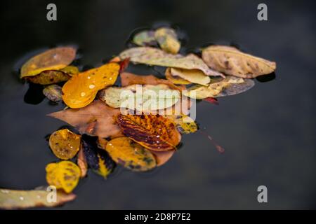 Herbstliche Blätter schwimmen im Wasser eines Teiches mit Verschwommener Hintergrund - herbstlicher Hintergrund Stockfoto