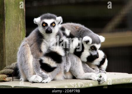 Zwei Ringschwanzlemuren, Lemur catta, im Cape May County Zoo, New Jersey, USA Stockfoto