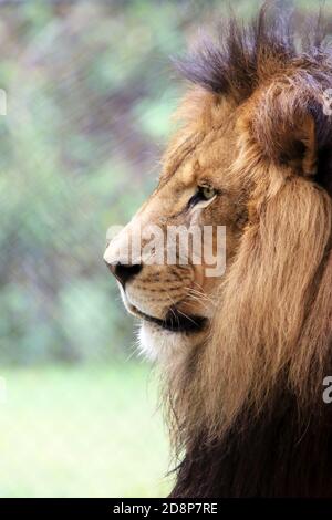 Ein männlicher Afrikanischer Löwe, Panthera leo, im Profil im Cape May County Zoo, New Jersey, USA Stockfoto