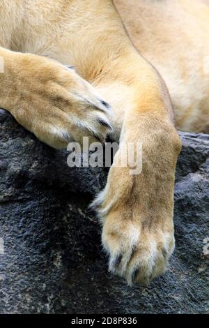 Eine Nahestehung der leeren Pfoten eines afrikanischen Löwen. Cape May County Zoo, New Jersey, USA Stockfoto