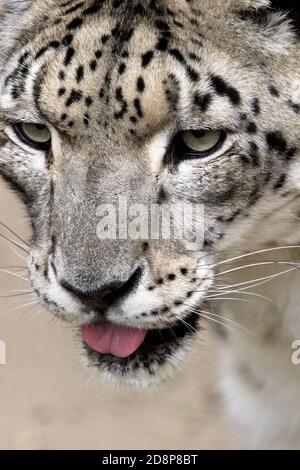 Porträt eines Schneeleoparden, Panthera uncia. Cape May County Zoo, New Jersey, USA Stockfoto