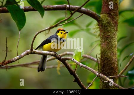 Collared Redstart Whitestart - Myioborus torquatus auch bekannt als collared Redstart, ist eine tropische Neue Welt warbler endemisch in den Bergen von Co Stockfoto