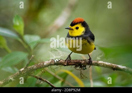 Collared Redstart Whitestart - Myioborus torquatus auch bekannt als collared Redstart, ist eine tropische Neue Welt warbler endemisch in den Bergen von Co Stockfoto