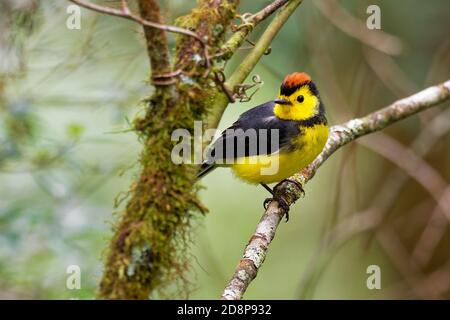 Collared Redstart Whitestart - Myioborus torquatus auch bekannt als collared Redstart, ist eine tropische Neue Welt warbler endemisch in den Bergen von Co Stockfoto