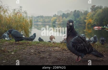 Nahaufnahme Porträt einer einzelnen Taube auf dem Boden im Herbstpark. Neugieriger Vogel, der aufmerksam auf die Kamera schaut, voller Körperlänge posiert. Wilde Taube am Stockfoto