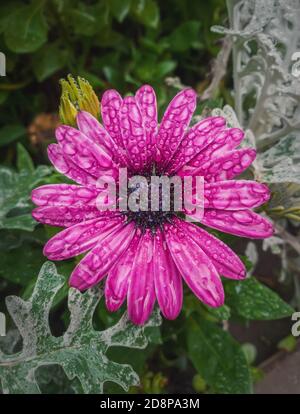 Nahaufnahme eines blühenden violetten Asters mit Tau-Tropfen auf den Blütenblättern. Schöne Herbstblume nass nach Regen. Natürliche Magenta Farbe Blüte im Garten, g Stockfoto