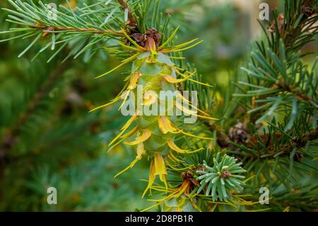 Douglasie, pseudotsuga menziesii, Nadelbaum, Zapfen auf Ästen Stockfoto