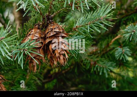 Douglasie, pseudotsuga menziesii, Nadelbaum, Zapfen auf Ästen Stockfoto