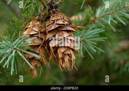 Douglasie, pseudotsuga menziesii, Nadelbaum, Zapfen auf Ästen Stockfoto