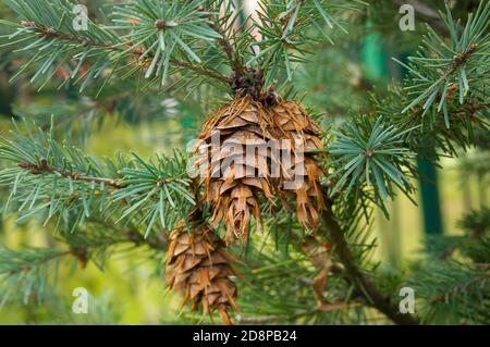 Douglasie, pseudotsuga menziesii, Nadelbaum, Zapfen auf Ästen Stockfoto