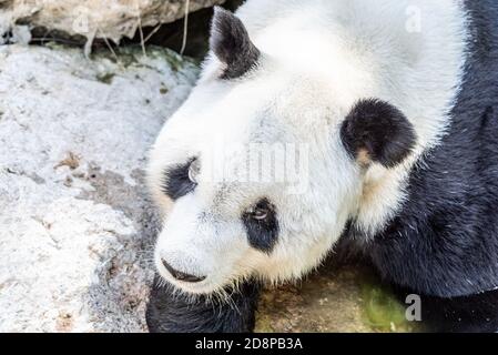 Panda mit traurigen Augen auf dem Boden liegend. Stockfoto