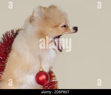 Pommersche Welpen bellt. Weihnachts- und Neujahrskonzept Stockfoto