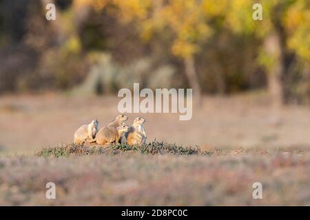 Familie der Schwarzschwanz-Präriehunde (Cynomys ludovicianus) in den, Autumn, Theodore Roosevelt NP, ND, USA, von Dominique Braud/Dembinsky Photo Assoc Stockfoto