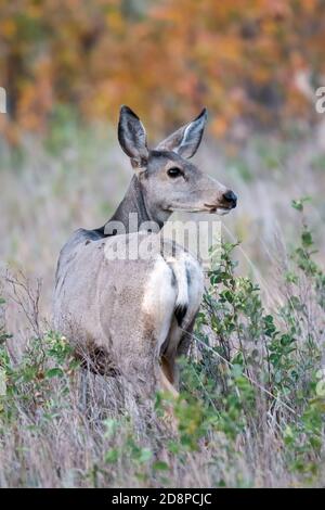 Mule Deer Doe (Odocoileus hemionus), Theodore Roosevelt NP, Autumn, North Dakota, USA, von Dominique Braud/Dembinsky Photo Assoc Stockfoto