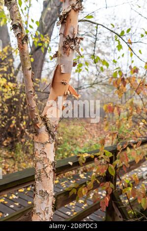 Eine weiße Birke mit abblätternder Rinde neben einem Holzsteg im Frick Park in Pittsburgh, Pennsylvania, USA an einem nebligen Herbsttag Stockfoto