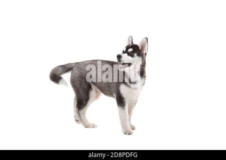 Niedliche kleine Husky Welpen isoliert auf weißem Hintergrund. Studioaufnahme eines lustigen schwarz-weißen Husky Welpen, Alter 3 Monate auf einem weißen Wandhintergrund Stockfoto