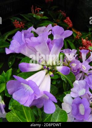 Vertikale Aufnahme von lila Trompete Blume Stockfoto