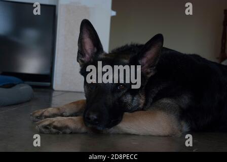 Deutscher Schäferhund Traurige Augen Stockfoto