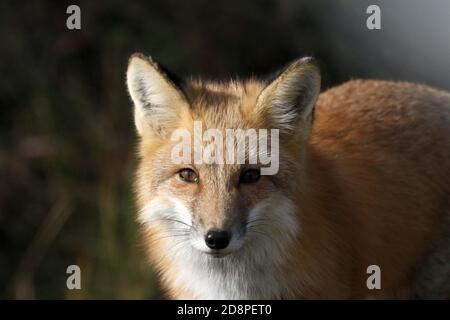 Rotfuchs in Wäldern Stockfoto